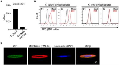 QcrC is a potential target for antibody therapy and vaccination to control Campylobacter jejuni infection by suppressing its energy metabolism